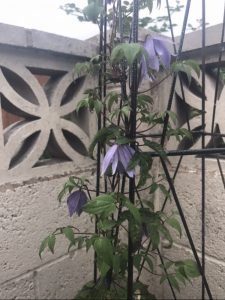 Pauline's Clematis