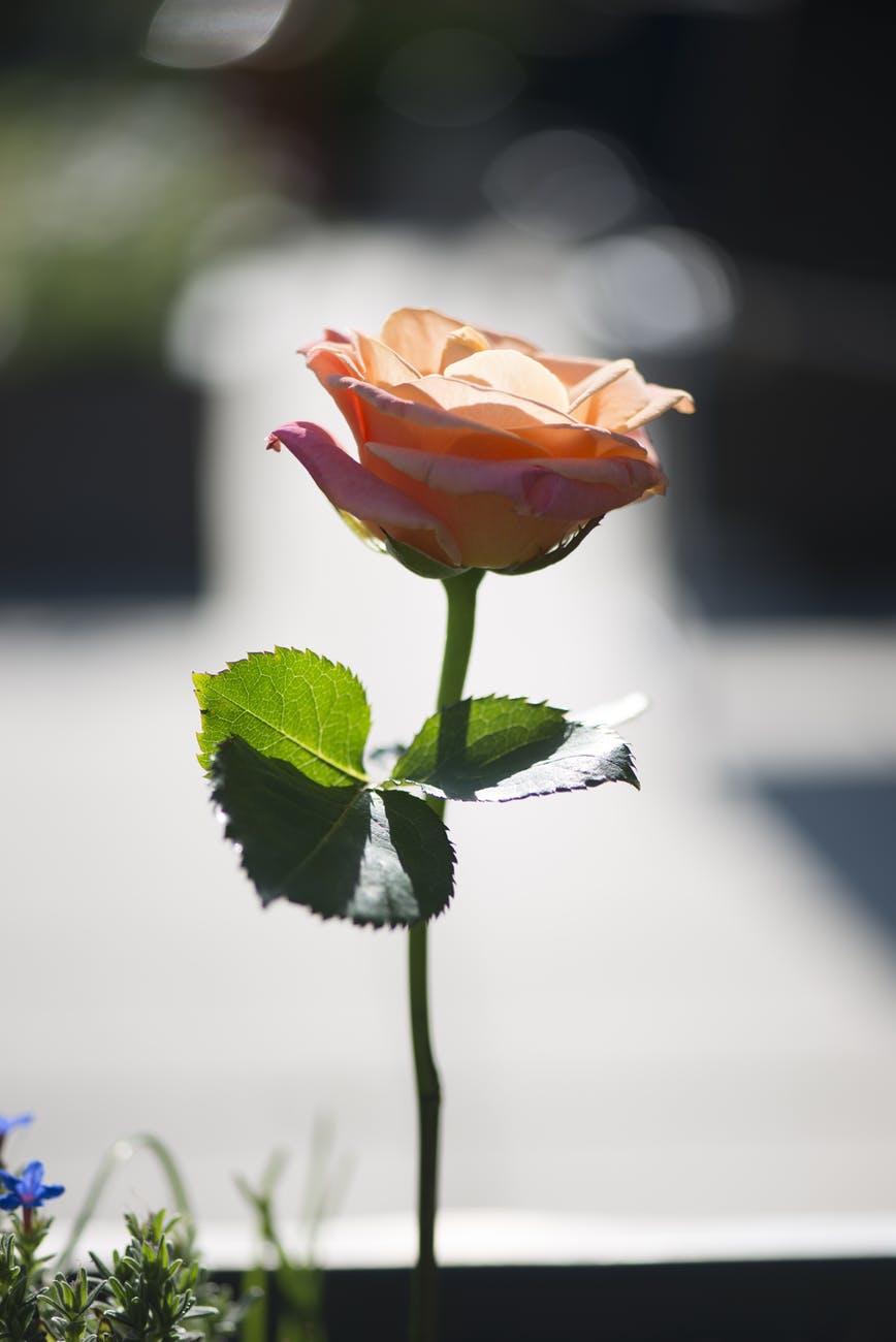 bloom blooming blossom blur